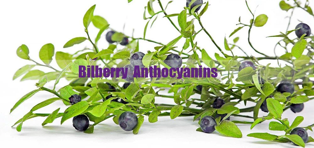 Bilberry Anthocyanins.png